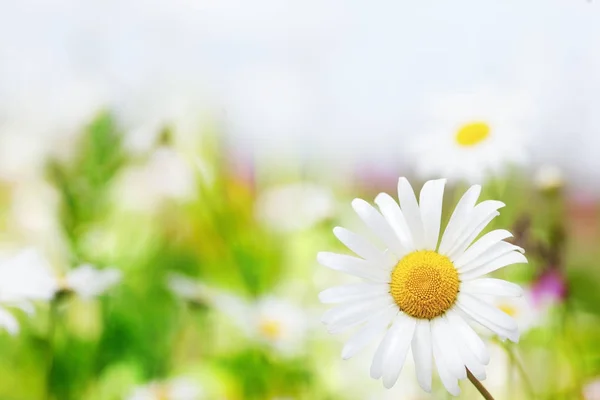 카모마일 꽃 들 사이에서 — 스톡 사진