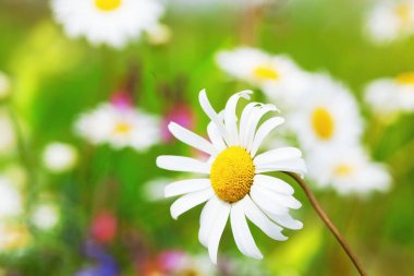 Papatya çiçekler arasında