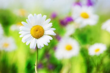 Papatya çiçekler arasında