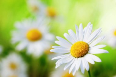 Papatya çiçekler arasında