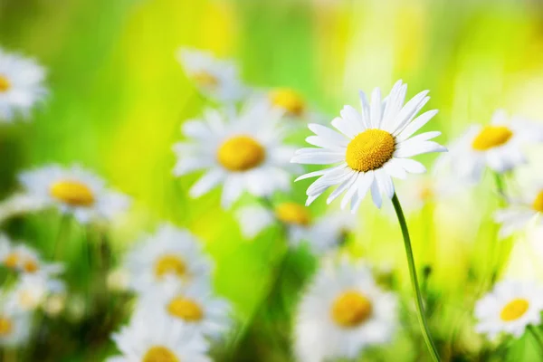 Camomila entre flores — Fotografia de Stock