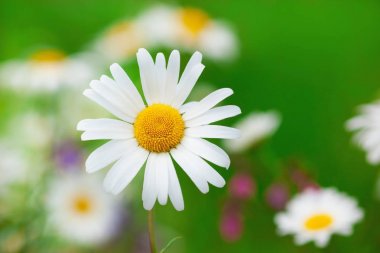 Papatya çiçekler arasında