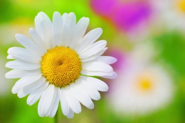 Papatya çiçekler arasında