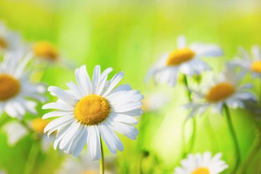 Papatya çiçekler arasında