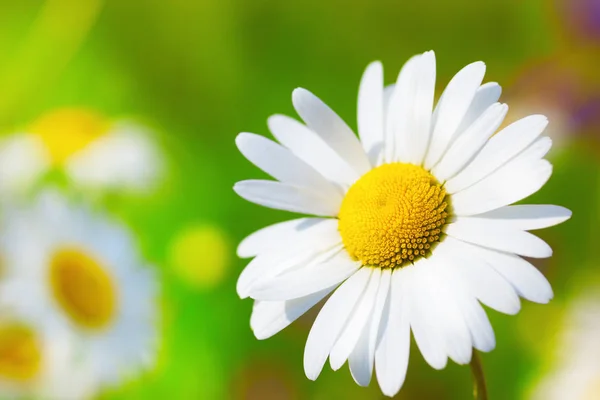 Camomila entre flores — Fotografia de Stock