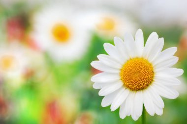 Papatya çiçekler arasında