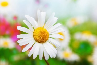 Papatya çiçekler arasında