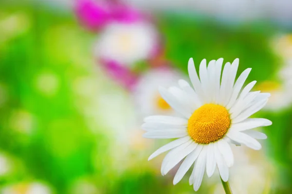 Kamille unter Blüten — Stockfoto