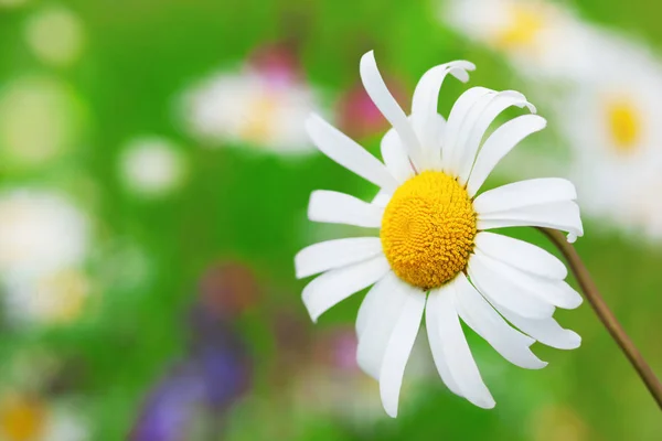 Camomila entre flores — Fotografia de Stock