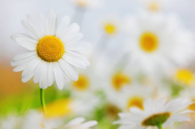 Papatya çiçekler arasında