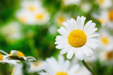 Papatya çiçekler arasında