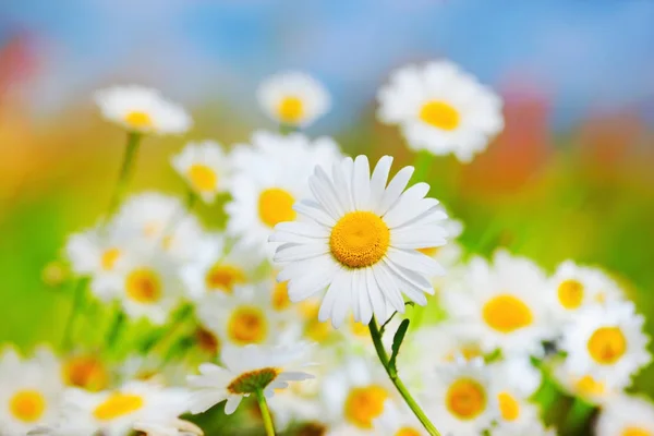 Papatya çiçekler arasında