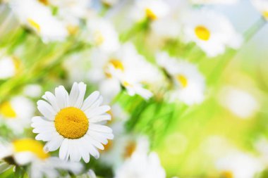 Papatya çiçekler arasında