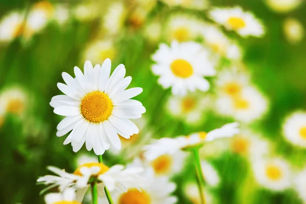 Camomila entre flores — Fotografia de Stock