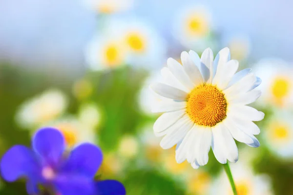 Camomila entre flores — Fotografia de Stock