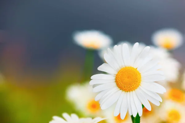 Camomilla tra i fiori — Foto Stock