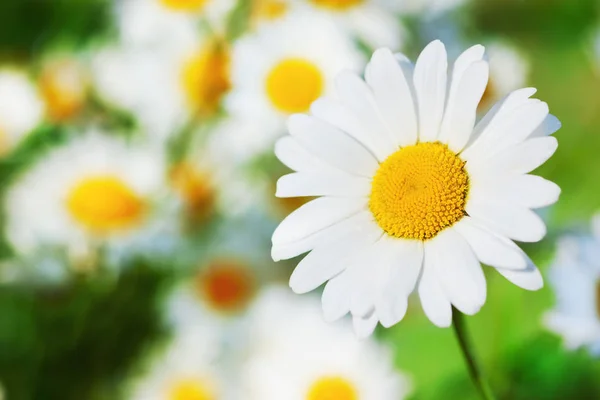 Camomila entre flores — Fotografia de Stock