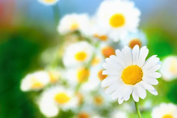 Camomila entre flores — Fotografia de Stock