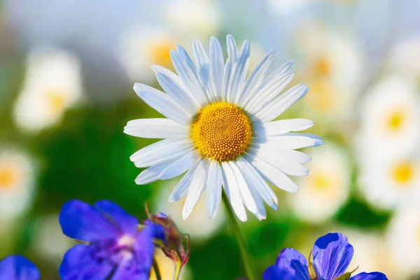 Camomila entre flores — Fotografia de Stock