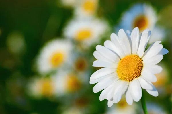 Camomila entre flores — Fotografia de Stock