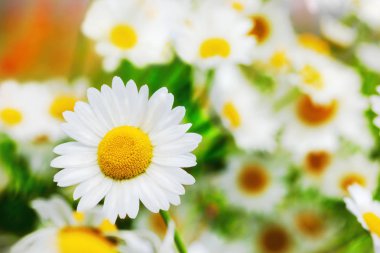 Papatya çiçekler arasında