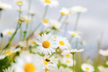 Papatya çiçekler arasında