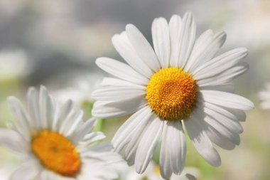 Papatya çiçekler güneş ışıklı alanında.