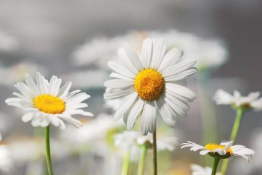 Papatya çiçekler güneş ışıklı alanında.