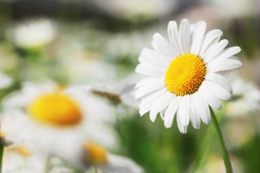Papatya çiçekler güneş ışıklı alanında.