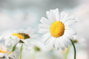 Papatya çiçekler güneş ışıklı alanında.