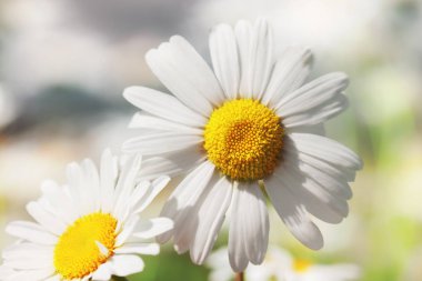 Papatya çiçekler güneş ışıklı alanında.