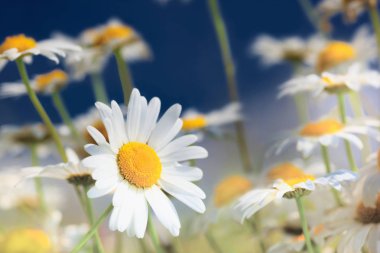 Papatya çiçekler arasında