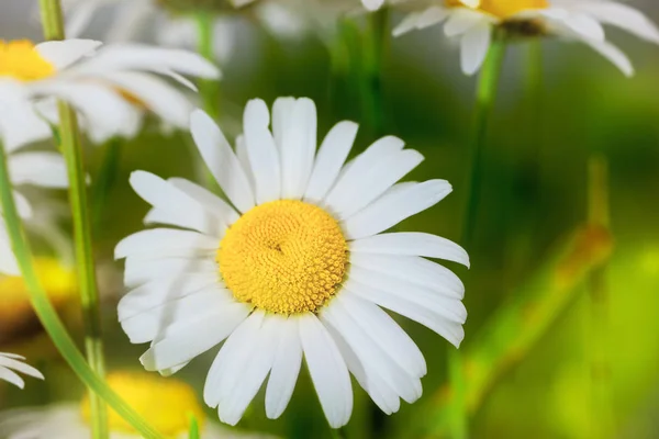 Camomila entre flores — Fotografia de Stock