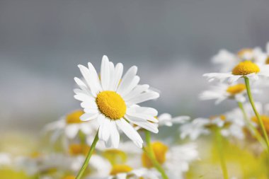 Papatya çiçekler güneş ışıklı alanında. Papatya yakın çekim. Papatyalar arka plan. Güzel doğa sahne. Yaz arka plan. Papatya alan. Güzel çayır.