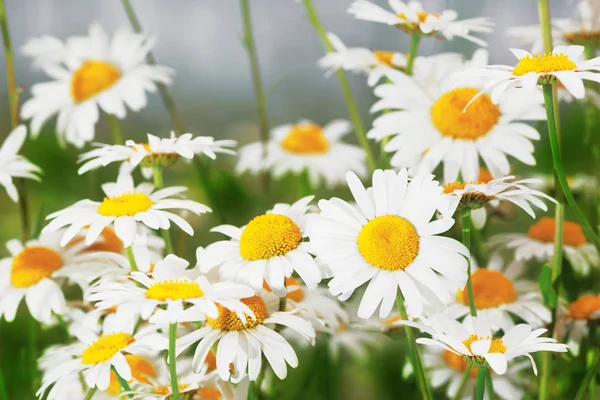 Flowering Blooming Chamomile Field Chamomile Flowers — Stock Photo, Image