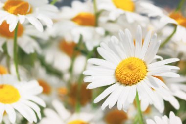 Çiçeklenme. Çiçek papatya alan, papatya çiçeği.