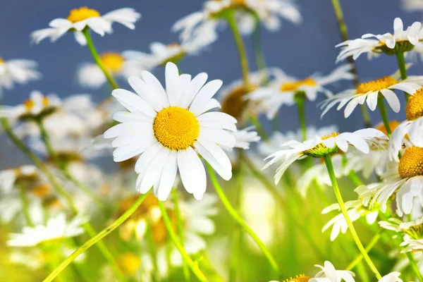 Χαμομήλι Λουλούδια Στον Ήλιο Ηλεκτρικό Γκρο Πλαν Χαμομήλι Μαργαρίτες Φόντο — Φωτογραφία Αρχείου