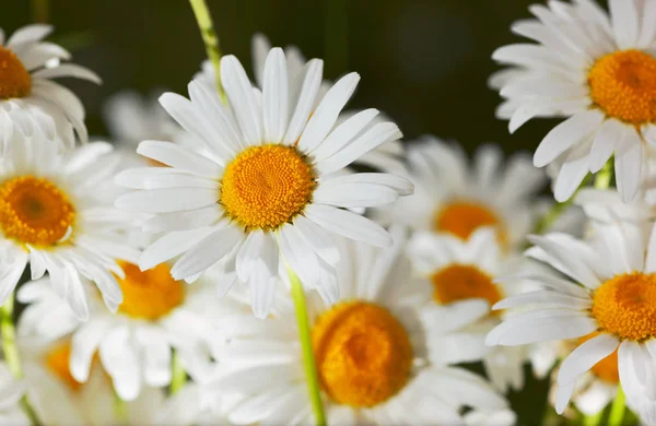 Fioritura Campo Camomilla Fiore Fiori Camomilla — Foto Stock