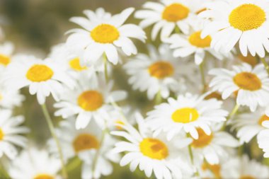 Çiçeklenme. Çiçek papatya alan, papatya çiçeği.
