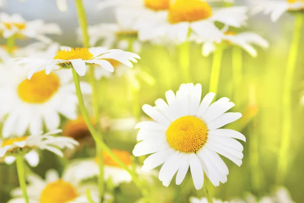 Camomila entre flores — Fotografia de Stock