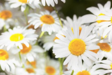 Çiçeklenme. Çiçek papatya alan, papatya çiçeği.