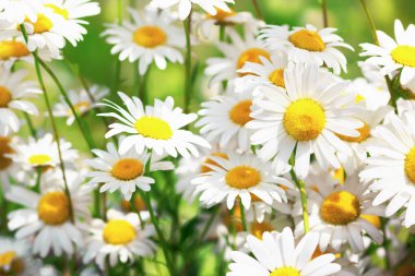 Çiçeklenme. Çiçek papatya alan, papatya çiçeği.