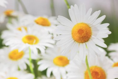 Çiçeklenme. Çiçek papatya alan, papatya çiçeği.