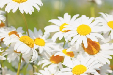 Çiçeklenme. Çiçek papatya alan, papatya çiçeği.