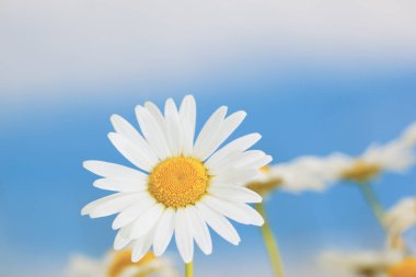 Papatya çiçekler arasında