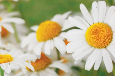 Çiçeklenme. Çiçek papatya alan, papatya çiçeği.