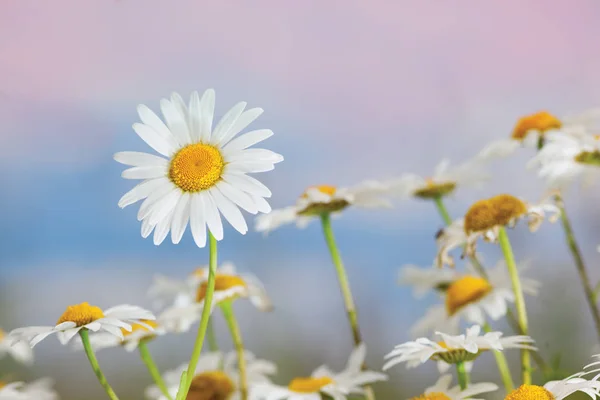 카모마일 꽃 들 사이에서 — 스톡 사진