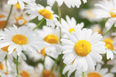 Çiçeklenme. Çiçek papatya alan, papatya çiçeği.