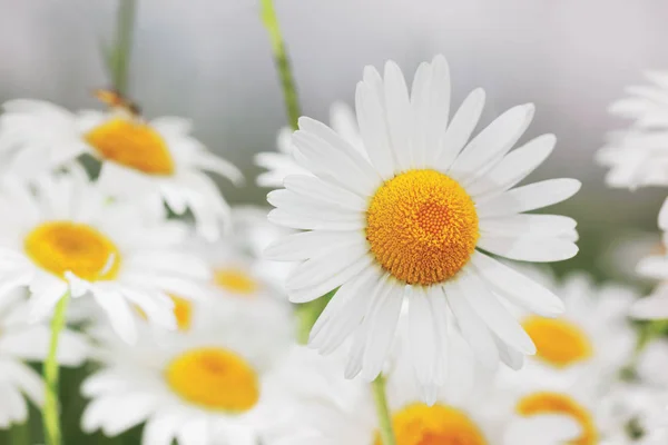Ανθοφορίας. Το πεδίο χαμομήλι ανθισμένα άνθη χαμομηλιού. — Φωτογραφία Αρχείου