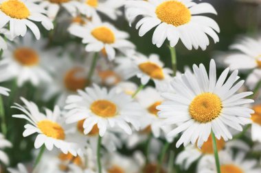 Çiçeklenme. Çiçek papatya alan, papatya çiçeği.
